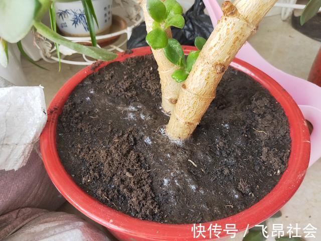 养花盆土干硬，一种营养水浇进去，10分钟变松散，好用