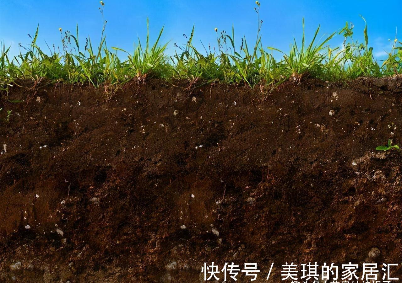 浇水|想要养好花先要养好根,根养好了,花儿才能长得旺,开花多