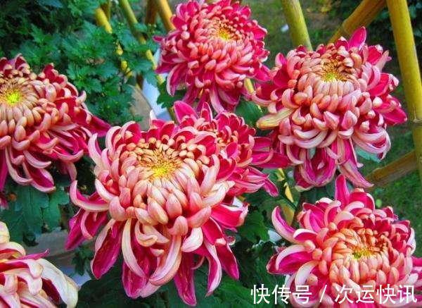 菊花不开花把握“2多一少”常剪枝，大花苞满枝头，又大又香