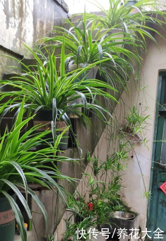 橡皮树|养花就怕乱浇水，越浇死得越快，赶紧住手