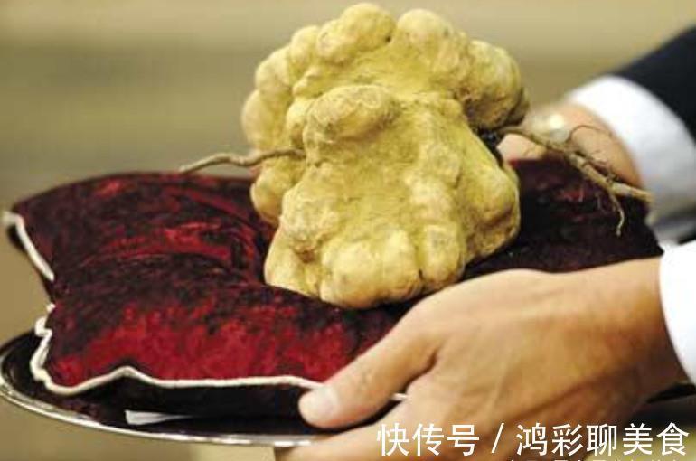 白松露菌|农村大山里藏着的“稀罕”宝贝尤其最后一种，价值10万一斤！