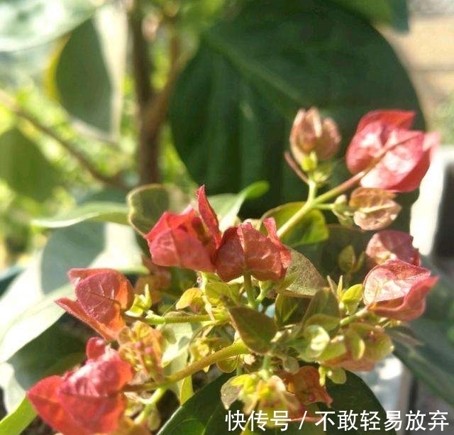 温差|让三角梅开“秋花”,牢记这个“方法”花芽长得快,迅速花爆盆