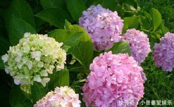 好看|好看的绣球花这样快速扦插,十天就能生根,开花后太美了