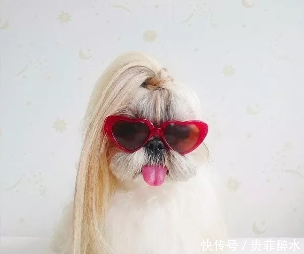 太可怕了，我的发型还没有一条狗好看！