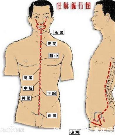 针灸 学习笔记 11 任脉和督脉简介 快资讯