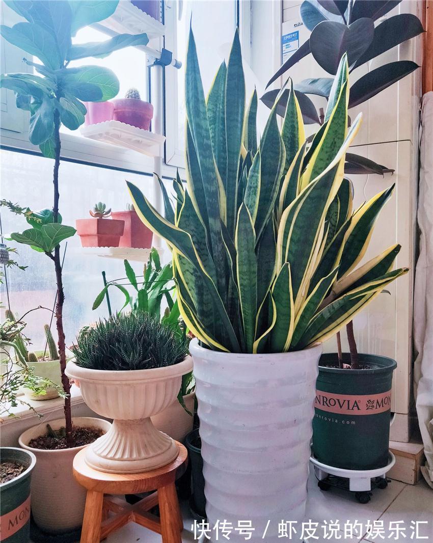 长寿花|7种“懒人花”,漂亮又好养,客厅养一盆,大气吉祥,养人又旺家