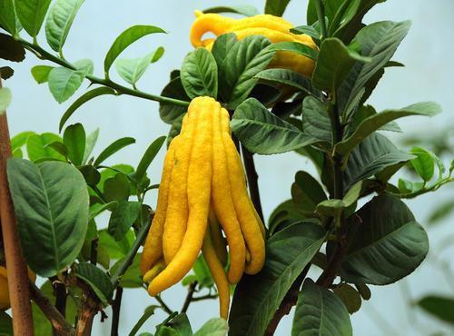 老花农都爱养的四大辟邪花卉,养一盆避邪镇宅,你家养了没?