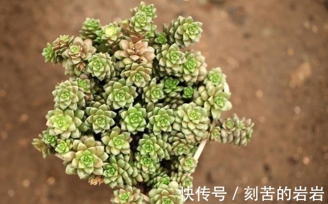 阳台上|夏天多肉的3个“臭德行”,教你几个绝招,轻松度夏