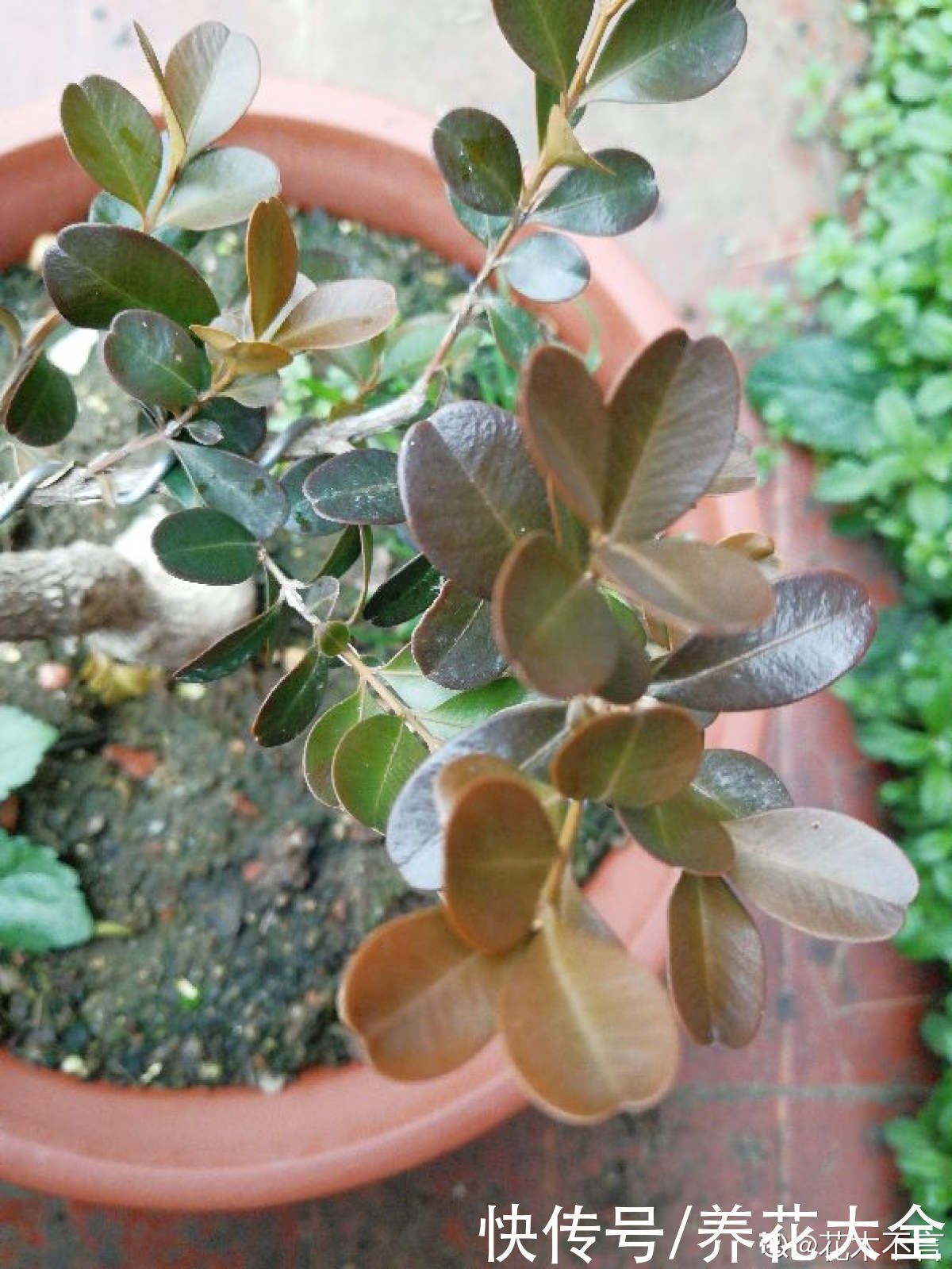 1种“天然矮”的植物,无需矮化,打造天然的瓜子黄杨盆景