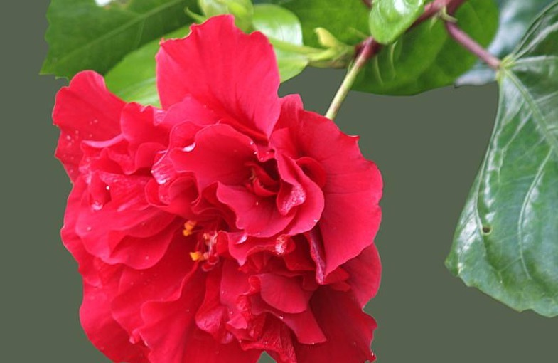 扶桑花开花少老花匠只用“3招”，10天就“爆盆”，花团锦簇