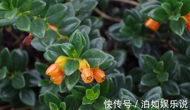 花苞|金鱼吊兰总不开花，可能是秋季养护没做好，做好几点花苞挂满枝头