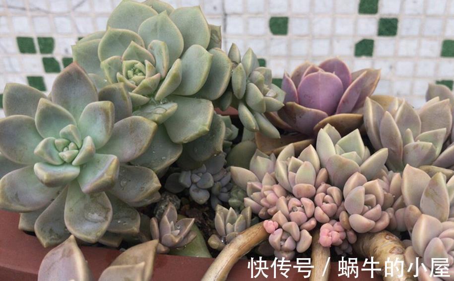 花土|给多肉上盆该注意的细节问题