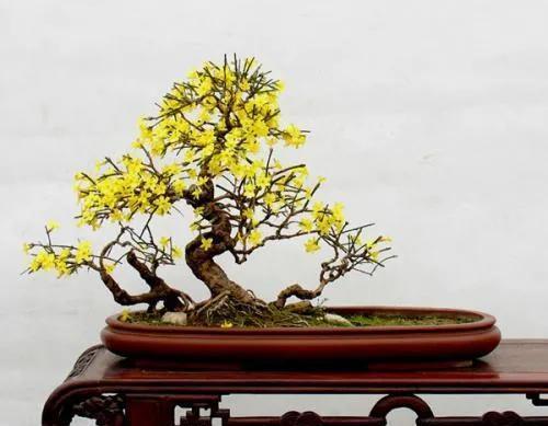 要想迎春盆景顺利过冬,花苞饱满,定要注意几点