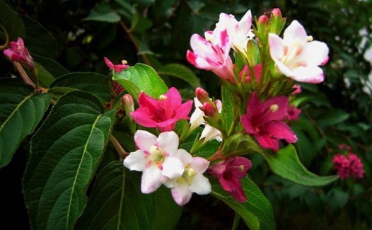 盆栽锦带花怎么养开花更多养护记住以下3点,锦带花越开越旺盛