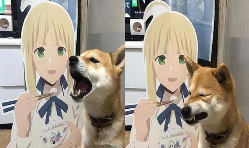 coser|柴犬“戏精”上身,各种COSPLAY神还原,柴犬:还有更难的吗?
