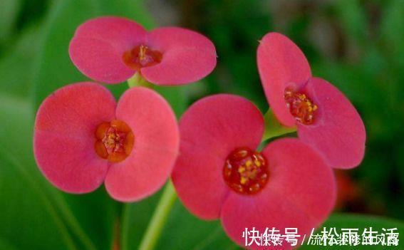 养花试试此4种,一次开花300朵,家里变成花园