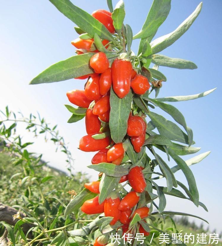 这一种盆栽,很容易“扦插成活”,株型优美,果子漂亮能吃