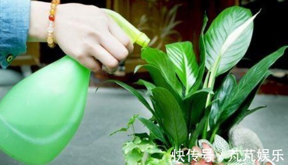 “它”比淘米水、啤酒水强百倍,用一勺“它”,养啥能爆盆