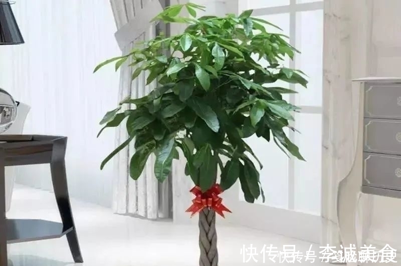 发财树|家里养花，这5种一定要养，既“招财”也“旺人”，别忽视