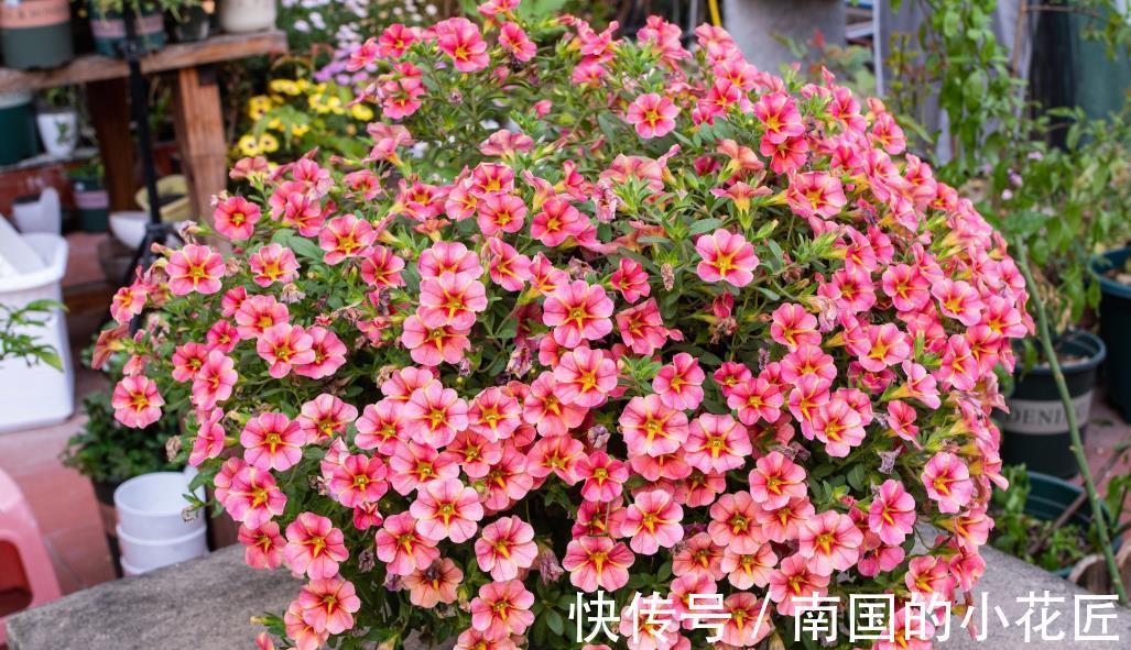 磷酸二氢钾|养花先养土，土质不行全白搭，施多少肥也不吸收