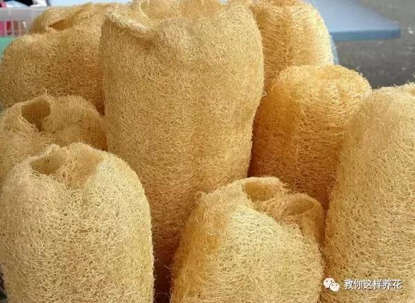 老花农的一勺油,君子兰居然叶片肥绿,爆盆开花!