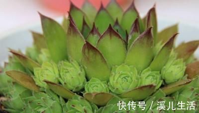 肉肉|为何别人的肉肉轻松就爆盆,原来他们种了这种会生“宝宝”的多肉