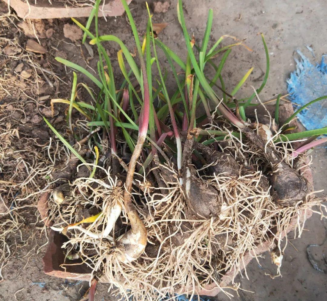 家门口的有毒花，千万别乱碰，有小孩的注意！