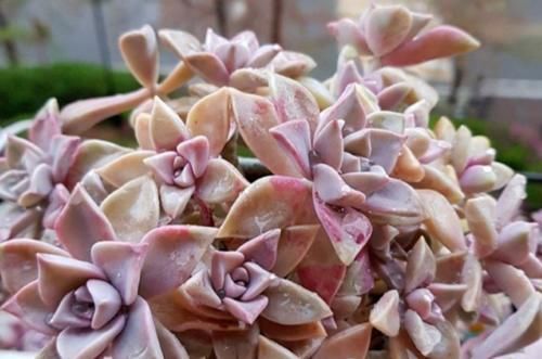 紫雾和淡雪不是同一种多肉,但它们都是胧月的孩子,而且非常好养