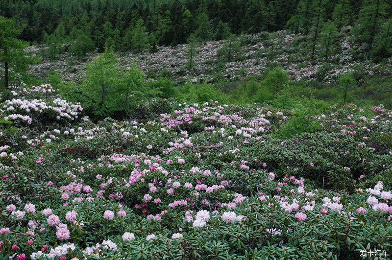 中国最美森林之白马雪山高山杜鹃林 （云南）