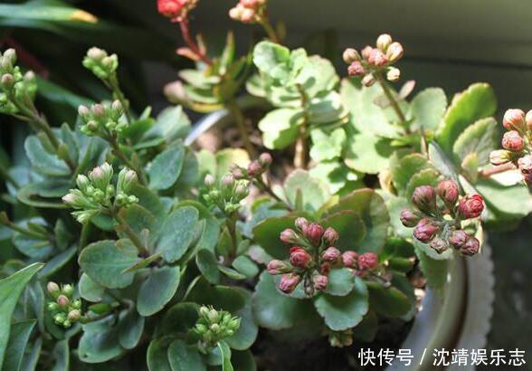 小动作|长寿花开完后,一个小动作,6个星期后,又开花了,花多又鲜艳