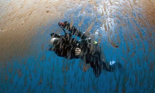 小汐|小汐今天分享的它是世上最干净的海鲜，美味非常，如今每年被捕上亿吨到这里