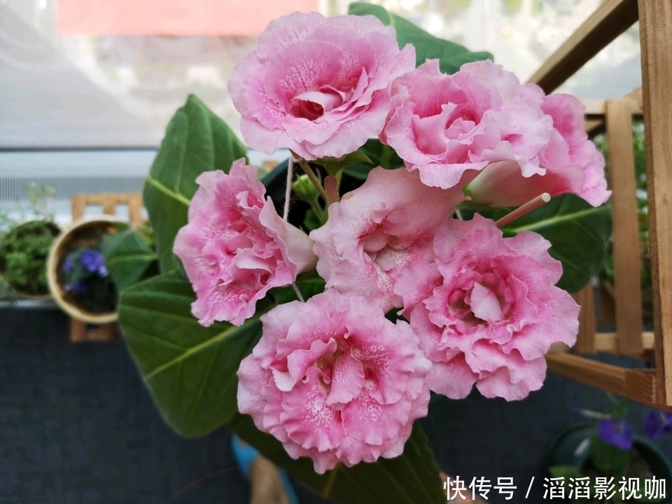 爆盆|大岩桐扦插生根不发芽只需换个位置,快速抽枝发芽,开花赛牡丹