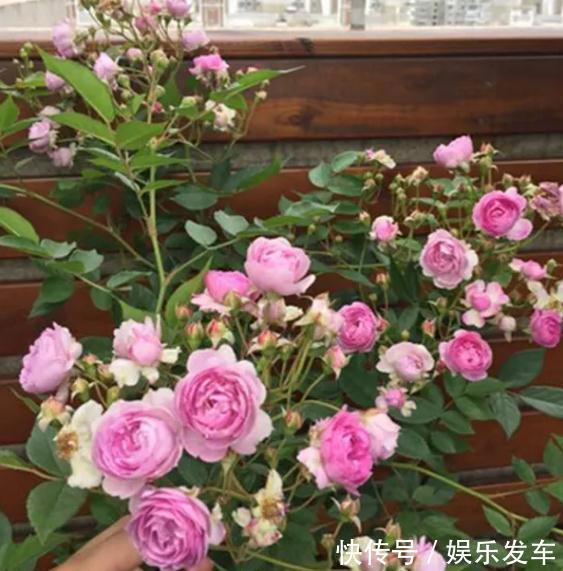 朱丽叶|打造阳台上的月季园,这10个月季品种不可少