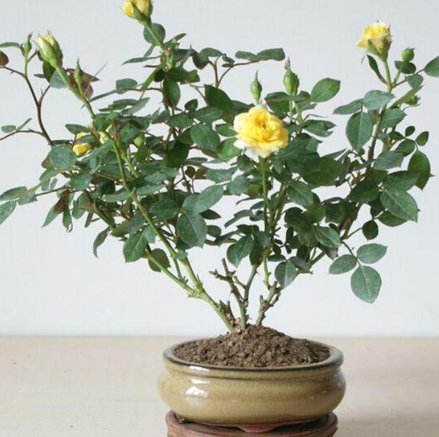 天热养花换土满足2条件,注重3细节,植株方可服盆快、不僵苗