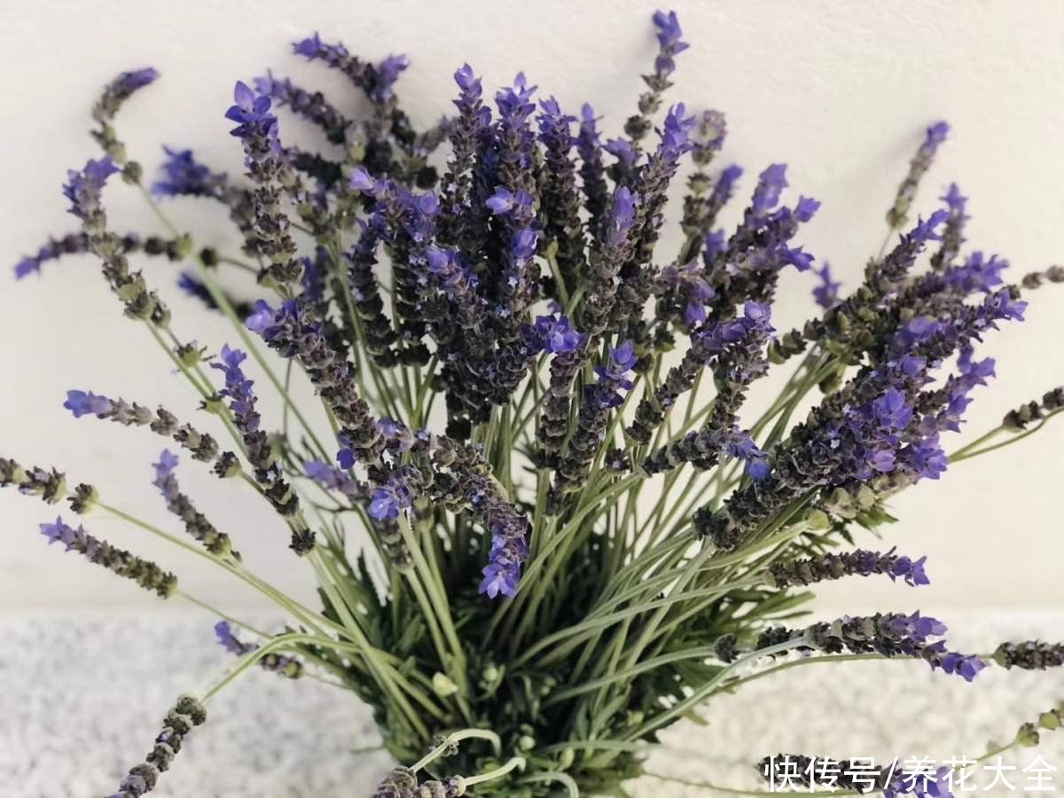 1种“香香草”，香味四溢能安神，耐寒耐旱皮实好养