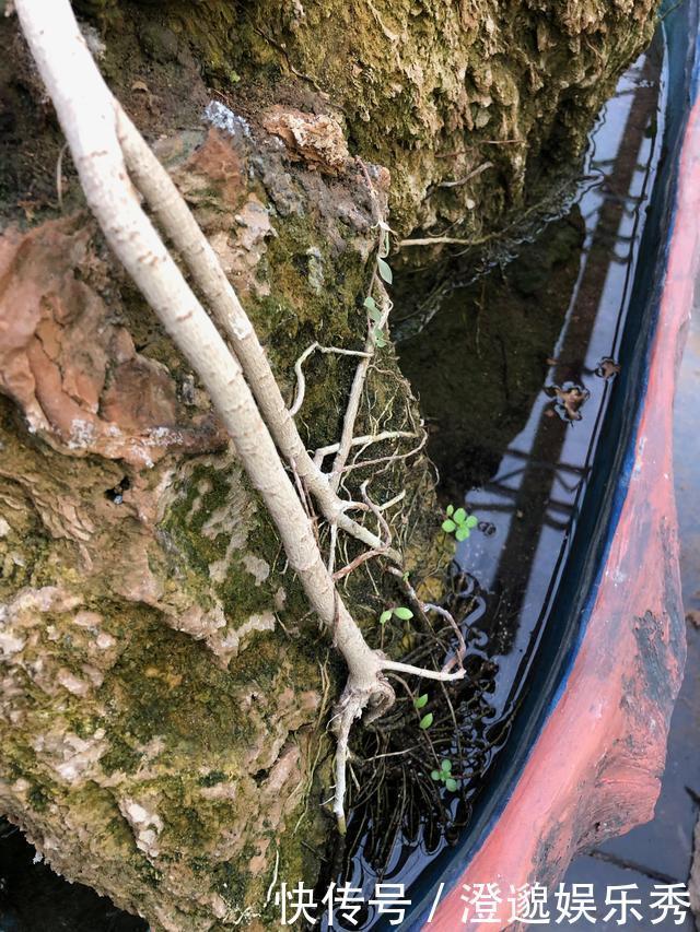 100块买个吸水石,15元买棵吊兰栽上面,养2年拿到市场能卖4000