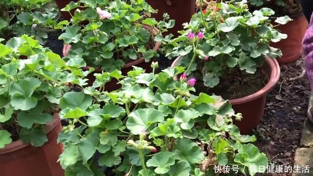 74岁老奶奶种天竺葵,一盆卖3块老桩卖30,别人转手卖100!