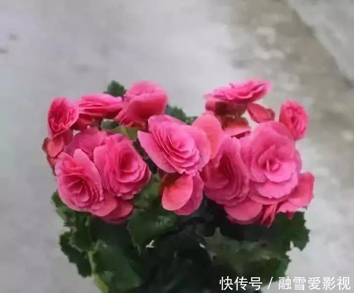 甲醛|家里养这12种“吸毒”绿植,净化空气,老人小孩少生病