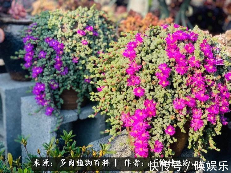 多肉花园梦青春正好,梦想趁早,别坐等自己变老!