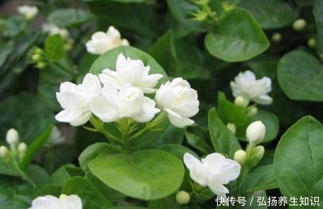 茉莉花|什么样的人就喜欢什么样的花,这几种花家里养,那就是怎么样的人!