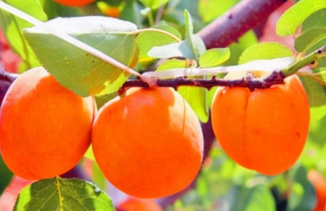 延缓衰老|女人想要好气色,3种食物换着吃,补充雌激素,延缓衰老