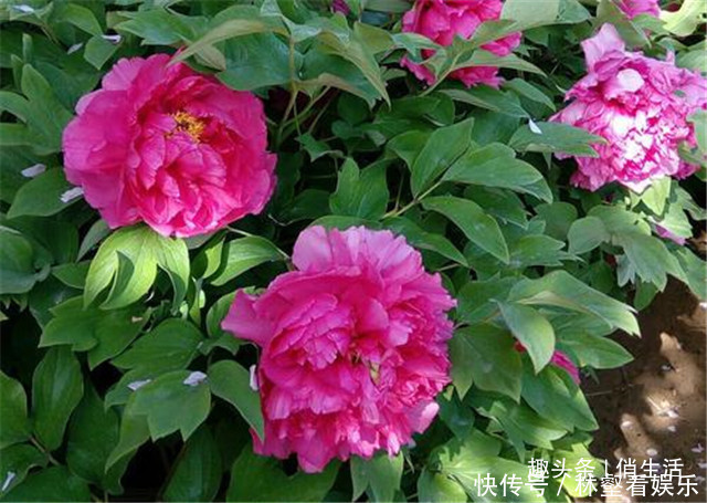 圆锥形|院子养花,就养一些“开花精品”大胡红,花开火红,百花争艳