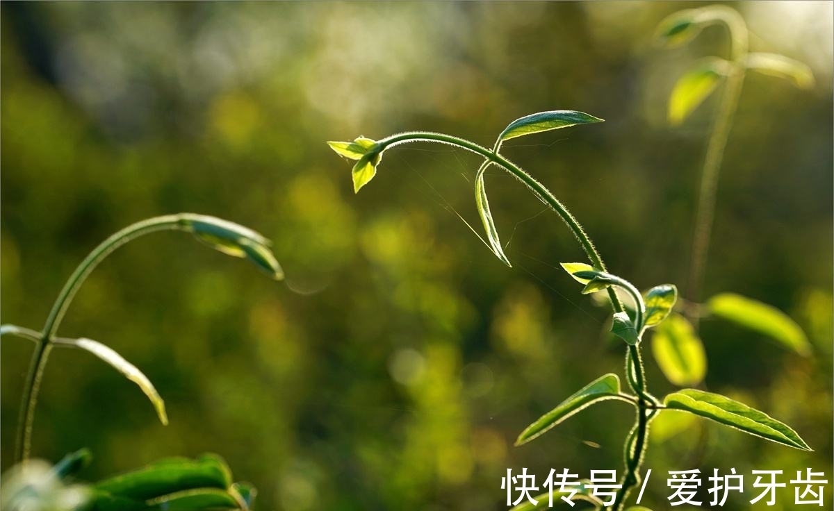 妻子|一个女人要有多绝望,才会去做试管婴儿