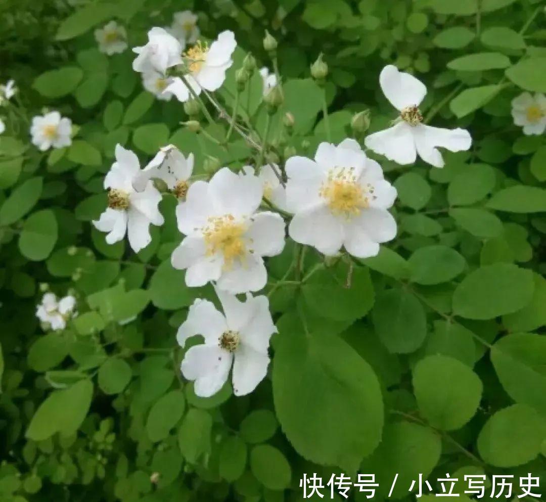 缺德商贩,把“绿化草”包装成“进口花”来卖,上当的人真不少