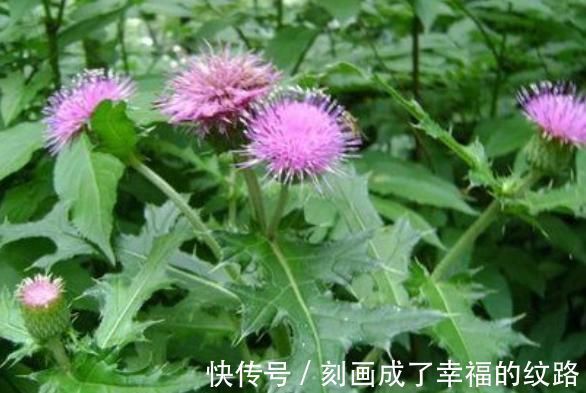 小根|农村遍地生长的十大野菜，浑身都是宝，降三高防癌，城里人抢着吃