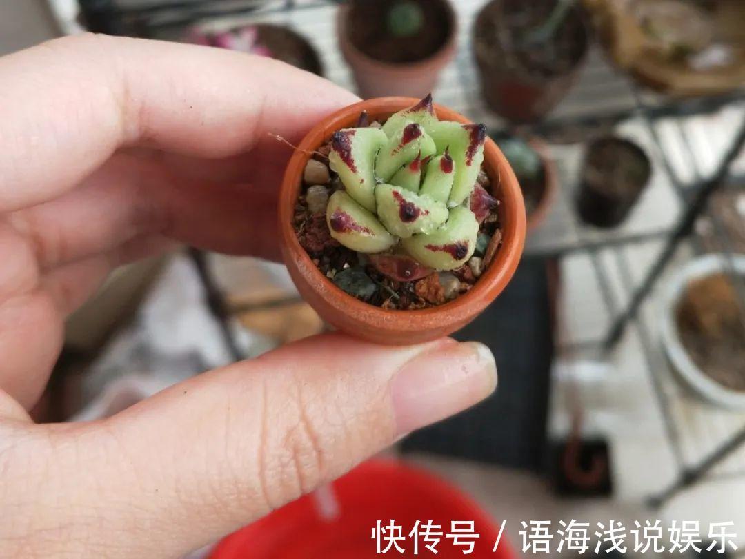 海螺壳|君子兰越小越值钱,养了4年,只有硬币大!