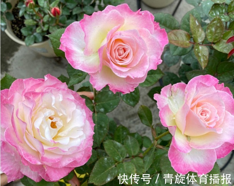 浓香高颜值月季，六翼天使，阳台盆栽抓住4点，分支多开花勤