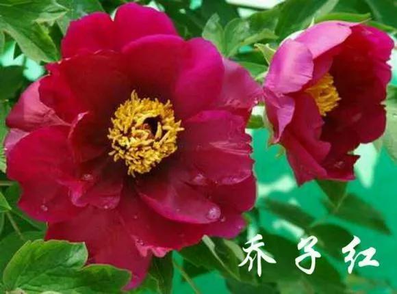 喜欢牡丹花，却一不小心买到芍药！附牡丹花品种图鉴大全