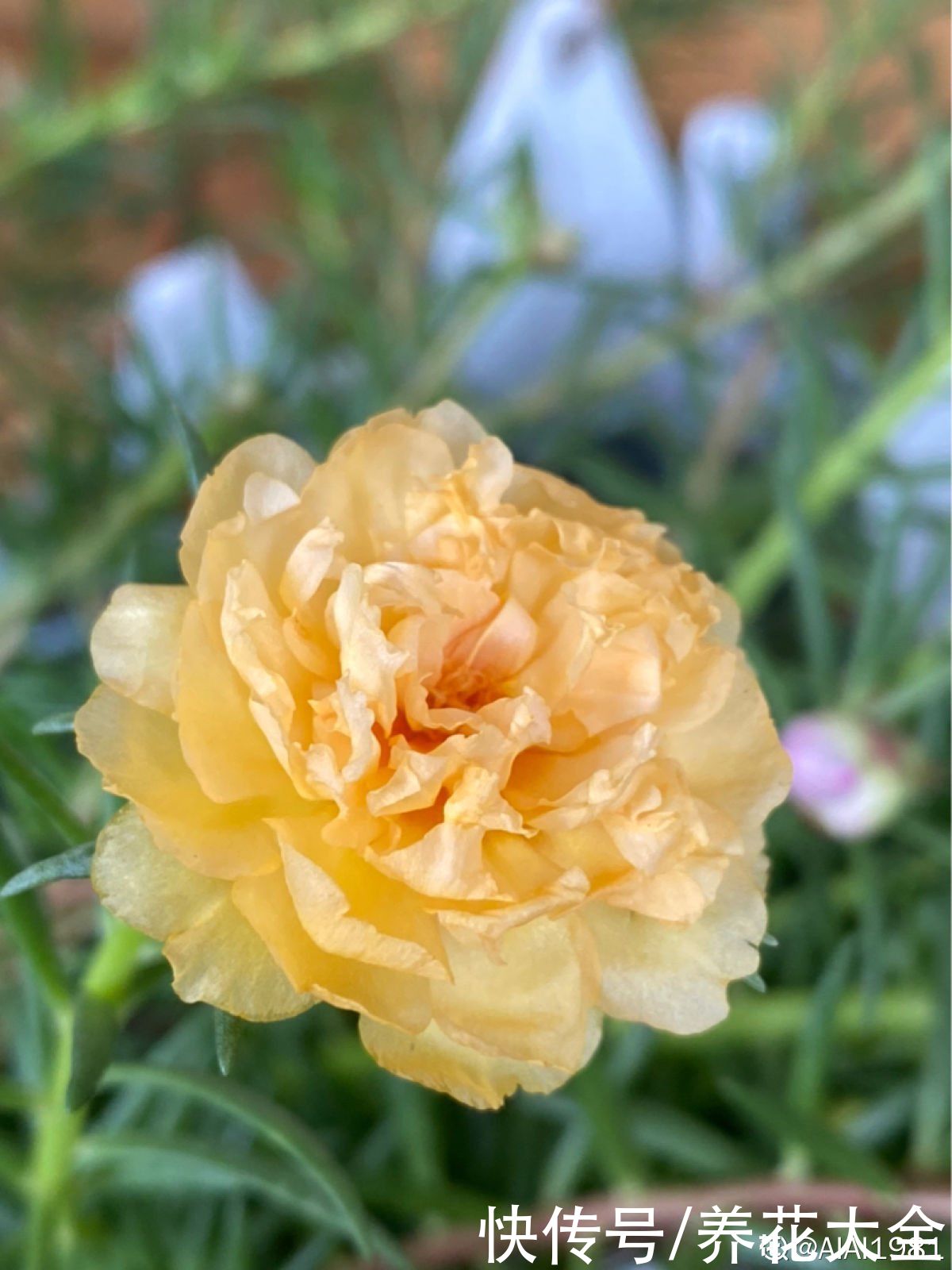 夏天|3种花特喜欢太阳,夏天晒晒长得旺,开花多多