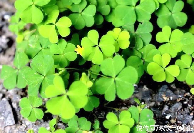 植物|它叫三叶酸，很多人只摘叶吃，却不知地下藏“水晶萝卜”，吃过吗